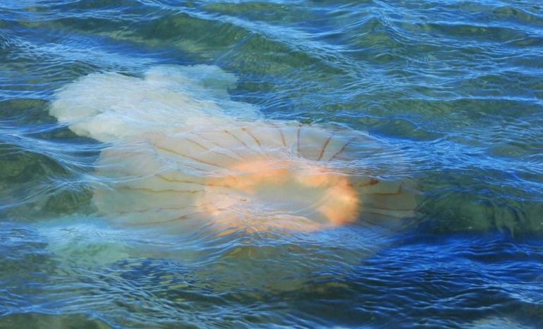 La costa de Puerto Madryn se llenó de medusas. La costa de Puerto Madryn se llenó de medusas.