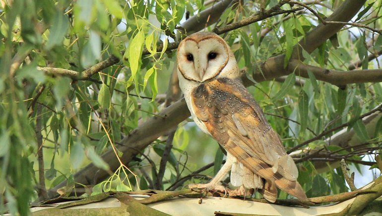 Sigue la polémica por la muerte de lechuzas en Villa La Angostura