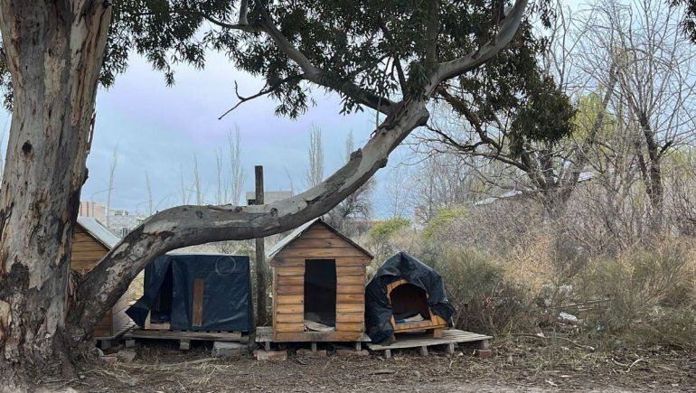 Vecinos de un barrio de Neuquén denuncian que conviven con una jauría de perros
