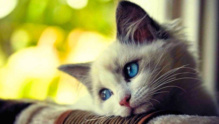 La app viral que te hará saber si tu gato está triste. | Foto referencial.