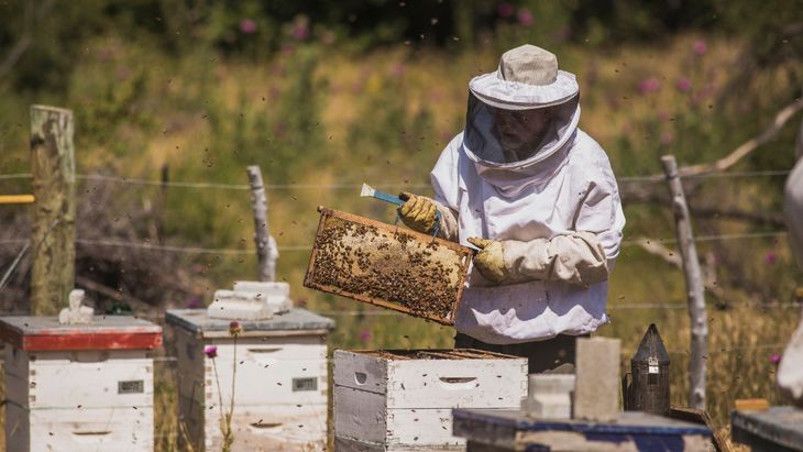INTA advierte una merma del 25% en la fruta: el clima y las abejas, en el centro del problema. INTA advierte una merma del 25% en la fruta: el clima y las abejas, en el centro del problema.