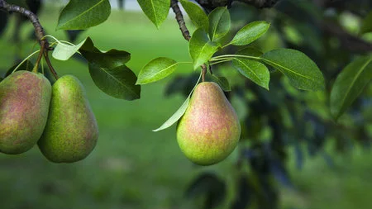 ¿Por qué las peras chilenas cotizan más que las argentinas?