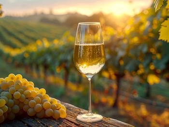 El próximo 22 de mayo, en el marco del Día Mundial del Chardonnay.