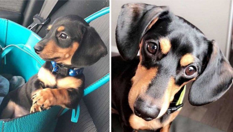 Horror: veterinario sacrificó al perro equivocado