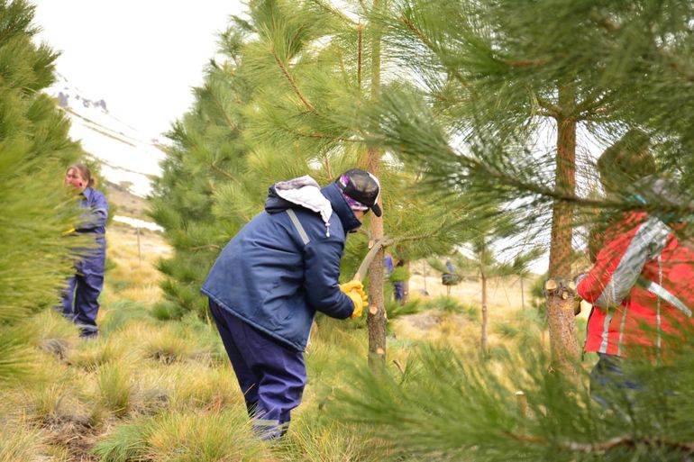 La brigada de mujeres que podan los bosques del norte neuquino