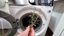 Colocar una ramita de romero en el lavarropa: ¿para qué sirve y por qué se volvió tendencia? Colocar una ramita de romero en el lavarropa: ¿para qué sirve y por qué se volvió tendencia?