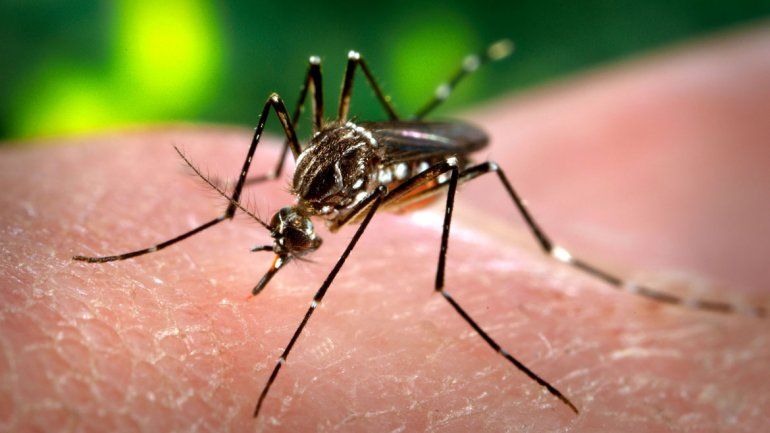 Dengue: se confirmaron tres casos en Neuquén