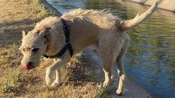 Búsqueda desesperada: ofrece una millonaria recompensa para encontrar a su perro