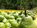 Balance de las exportaciones de peras y manzanas