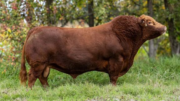 Palermo es el mundial de las vacas pata todos los cabañeros.