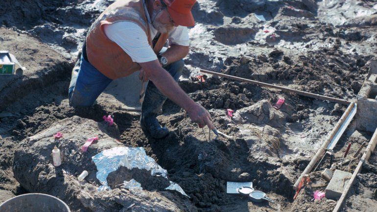 El homo erectus