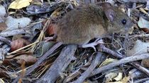 Un hombre murió por hantavirus en Bariloche. Un hombre murió por hantavirus en Bariloche.