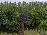 Identidad rionegrina: El terruño del Alto Valle aporta una frescura única al Riesling patagónico. Foto: gentileza.