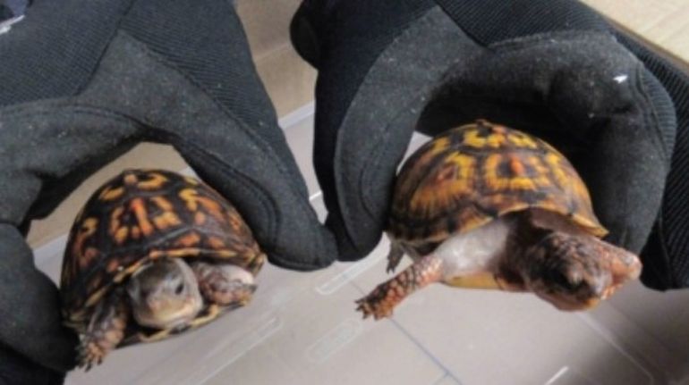A principios de este año, también en Estados Unidos, se reportó otro episodio similar de tráfico de tortugas con destino a Asia. A principios de este año, también en Estados Unidos, se reportó otro episodio similar de tráfico de tortugas con destino a Asia.