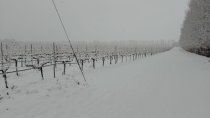 El paisaje se tiñó de blanco en San Patricio del Chañar