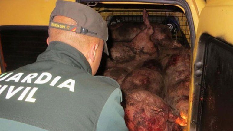 Investigan en España a dos jóvenes por matar más de 70 cerdos por diversión