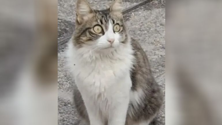 Indignante: se robaron a la gatita de una clínica y buscan recuperarla