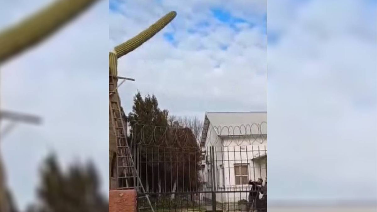 El cactus fue un símbolo urbano que impactaba en Allen.&nbsp;