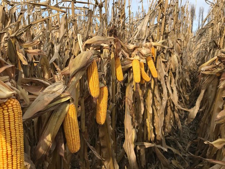 El maíz, un cultivo que se ha desarrollado con fuerza en los últimos años en toda la región del norte de la Patagonia. El maíz, un cultivo que se ha desarrollado con fuerza en los últimos años en toda la región del norte de la Patagonia.