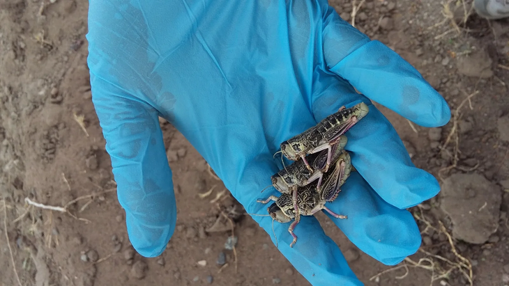 En condiciones climáticas favorables —particularmente en períodos cálidos y secos— las poblaciones pueden multiplicarse rápidamente.