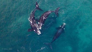 las grutas, un paraiso de amor para las ballenas francas las grutas, un paraiso de amor para las ballenas francas