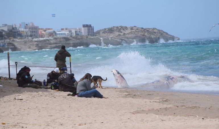 Guardia Ambientales y personal de Prefectura acordonaron el área donde apareció la ballena.&nbsp;