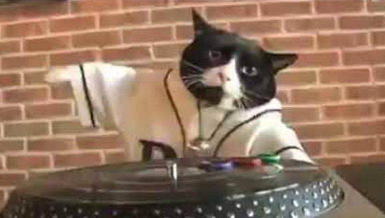 Viral: vecinos denunciaron una fiesta organizada por un gato