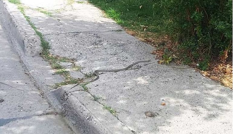 En Trelew también aparecieron víboras por el intenso calor. En Trelew también aparecieron víboras por el intenso calor.