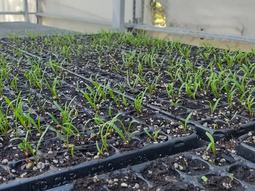 La iniciativa incluye macrotúneles comunitarios y microtúneles para uso domiciliario La iniciativa incluye macrotúneles comunitarios y microtúneles para uso domiciliario