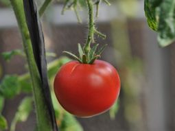 Una técnica que minimiza el uso de insumos químicos, al tiempo que se reducen los costos. Foto INTA Una técnica que minimiza el uso de insumos químicos, al tiempo que se reducen los costos. Foto INTA