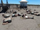 Los malvivientes se manejaban en al menos 3 vehículos tipo pick up donde cargaron aproximadamente los 3.200 kilogramos de carne de los animales faenados.