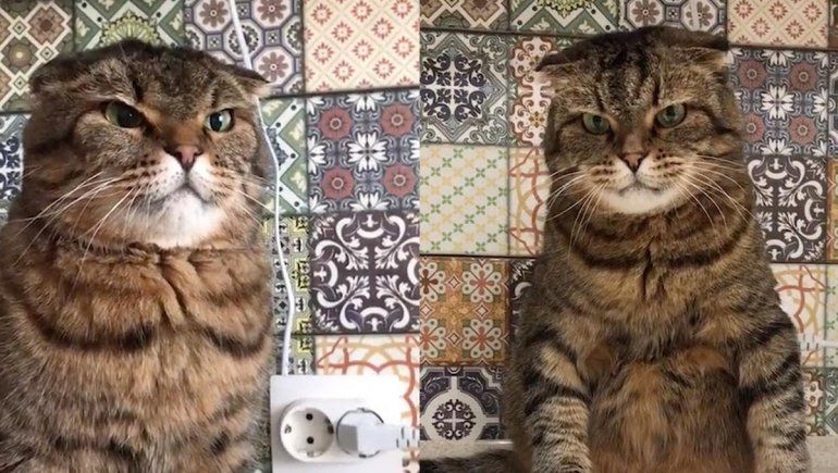 Este gato no deja de sumar reproducciones en YouTube