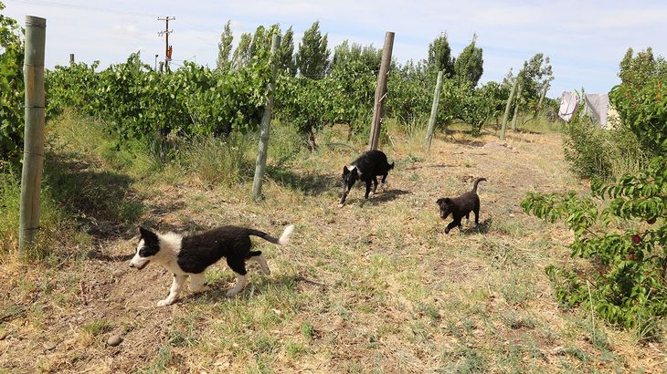 Oasis en la estepa: El contraste entre la aridez del desierto y el verde intenso de las viñas cerca del Lago Pellegrini. Oasis en la estepa: El contraste entre la aridez del desierto y el verde intenso de las viñas cerca del Lago Pellegrini.