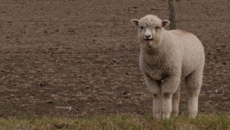 Las ovejas quedaron relajadas luego de la tensión por las inundaciones... Las ovejas quedaron relajadas luego de la tensión por las inundaciones...