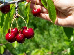 la cereza argentina alcanza los 45.000 pesos el kilo la cereza argentina alcanza los 45.000 pesos el kilo