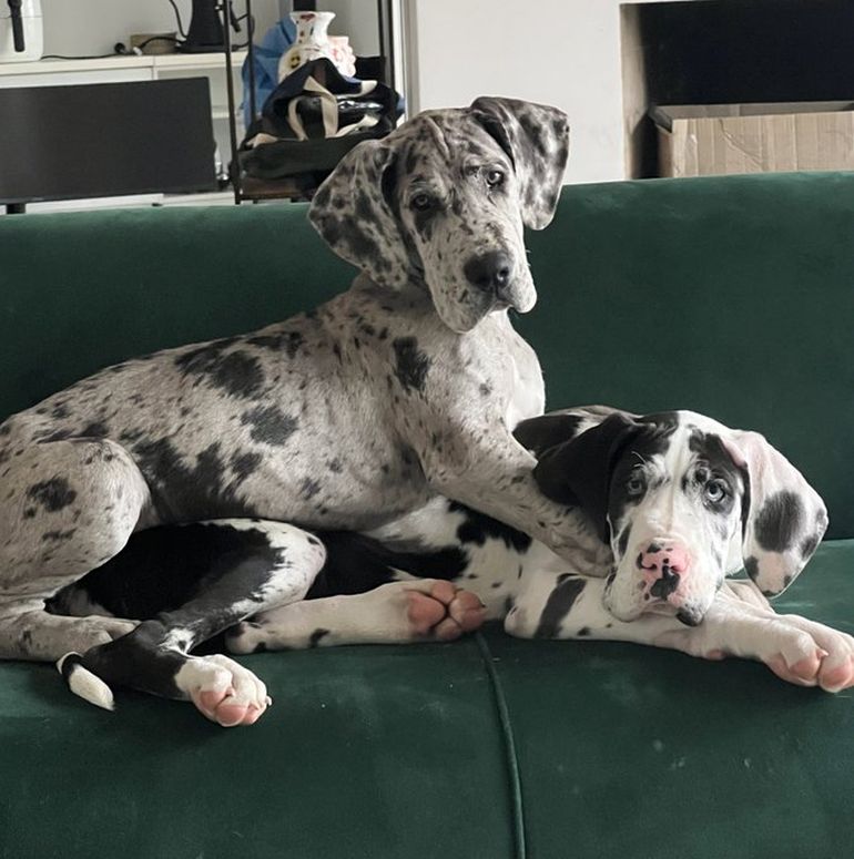 Dillom y Villano, las nuevas mascotas de Santi Maratea.