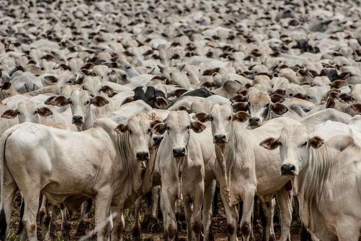 La eliminación temporal de aranceles en EE.UU. pone a la carne argentina en igualdad de condiciones con Brasil y Paraguay. La eliminación temporal de aranceles en EE.UU. pone a la carne argentina en igualdad de condiciones con Brasil y Paraguay.