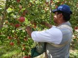 La cosecha de manzanas continua a pleno en todo el Valle.