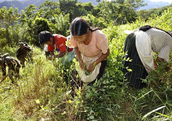 Bolivia redujo 12% sus cultivos de coca