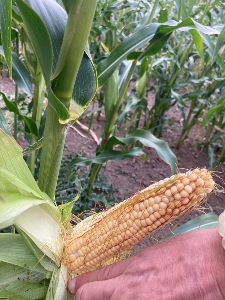 Con ciclos de menos de 100 días, estos maíces buscan reducir la dependencia de granos traídos desde la Pampa Húmeda. Con ciclos de menos de 100 días, estos maíces buscan reducir la dependencia de granos traídos desde la Pampa Húmeda.