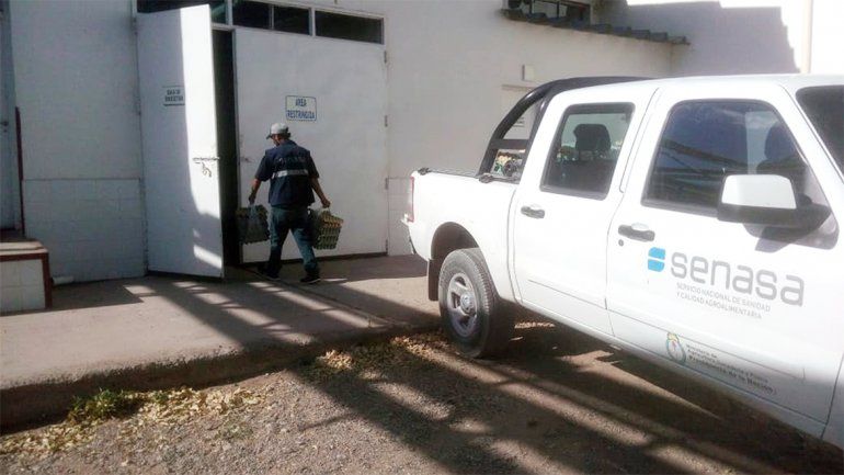 Golpe al tráfico de huevos: decomisan 720 docenas valuadas en 42 mil pesos