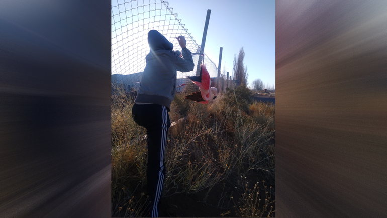 Plottier: salvaron a un flamenco que quedó enganchado a un alambrado