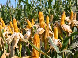 La superficie sembrada de maíz crecería un 2,8% para la campaña 2023/24 y treparía a 7.300.000 hectáreas. La superficie sembrada de maíz crecería un 2,8% para la campaña 2023/24 y treparía a 7.300.000 hectáreas.