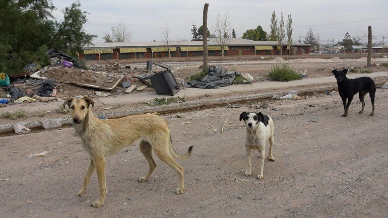 Quieren saber cuántos perros hay en la ciudad
