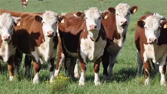 Un crédito atado a los ciclos productivos de la ganadería y que se paga con el valor carne.