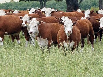 La faena de vaquillonas no cede; un problema para sostener los stocks.