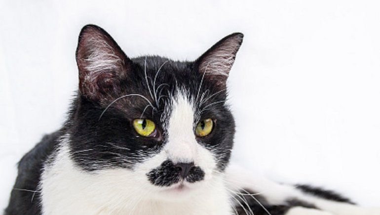 YouTube: un gato que tiene bigotes y barba