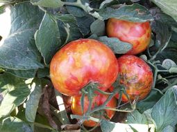 No afecta la salud humana ni animal. Se puede consumir tranquilamente. No afecta la salud humana ni animal. Se puede consumir tranquilamente.