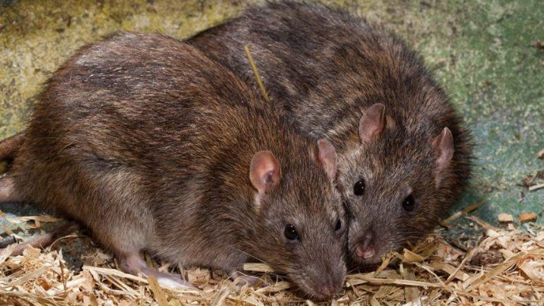 La adolescente de 14 años presentaba 225 mordeduras de roedores.