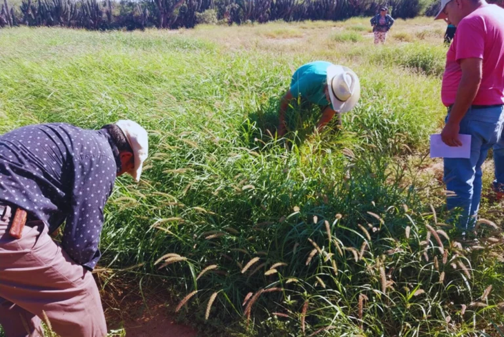 Lote degradado antes de la implantación: erosión eólica y baja cobertura, escenario típico para introducir buffel grass. Lote degradado antes de la implantación: erosión eólica y baja cobertura, escenario típico para introducir buffel grass.